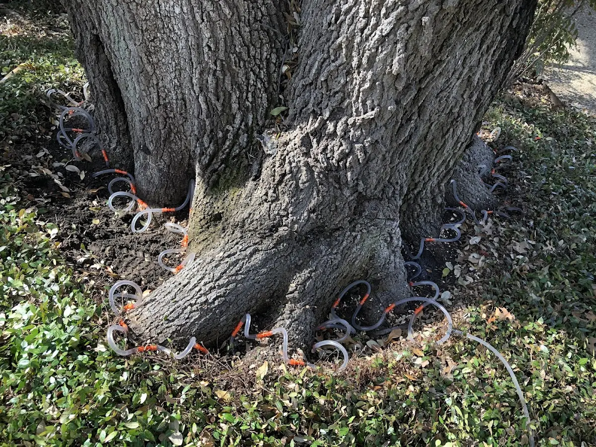 Detailed Tree Cabling and Bracing job site in Crystal