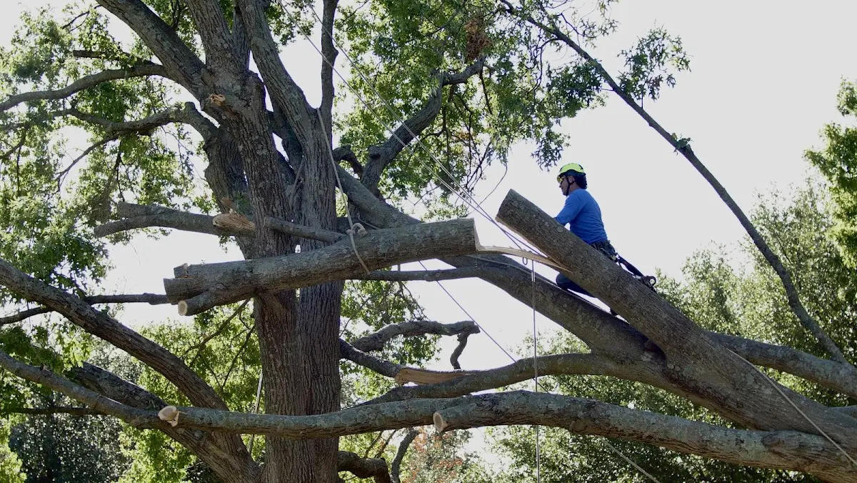 Professional Crown Thinning performed by certified arborists in Crystal